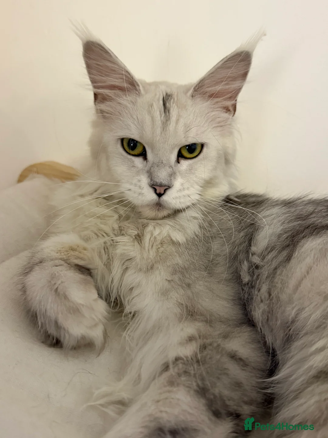 Maine Coon cats for sale: TICA  Mainecoone Black Silver Shaded UNIQUE ❤️🏅🏅 - Advert 6