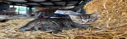Mixed Breed cats for sale: Gorgeous little litter of friendly kittens - Advert 9