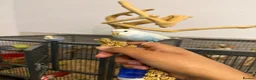 Budgerigars birds for sale: Hand Tame Baby Budgies - Advert 1