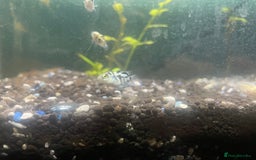 Other/Mixed Breed fish for sale: Polar ice parrots  - Image 6