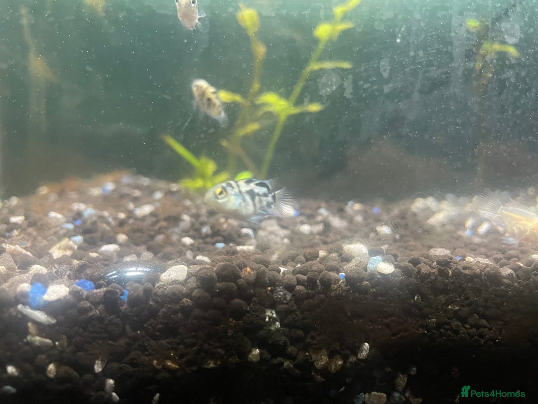 Other/Mixed Breed fish for sale: Polar ice parrots  - Image 6