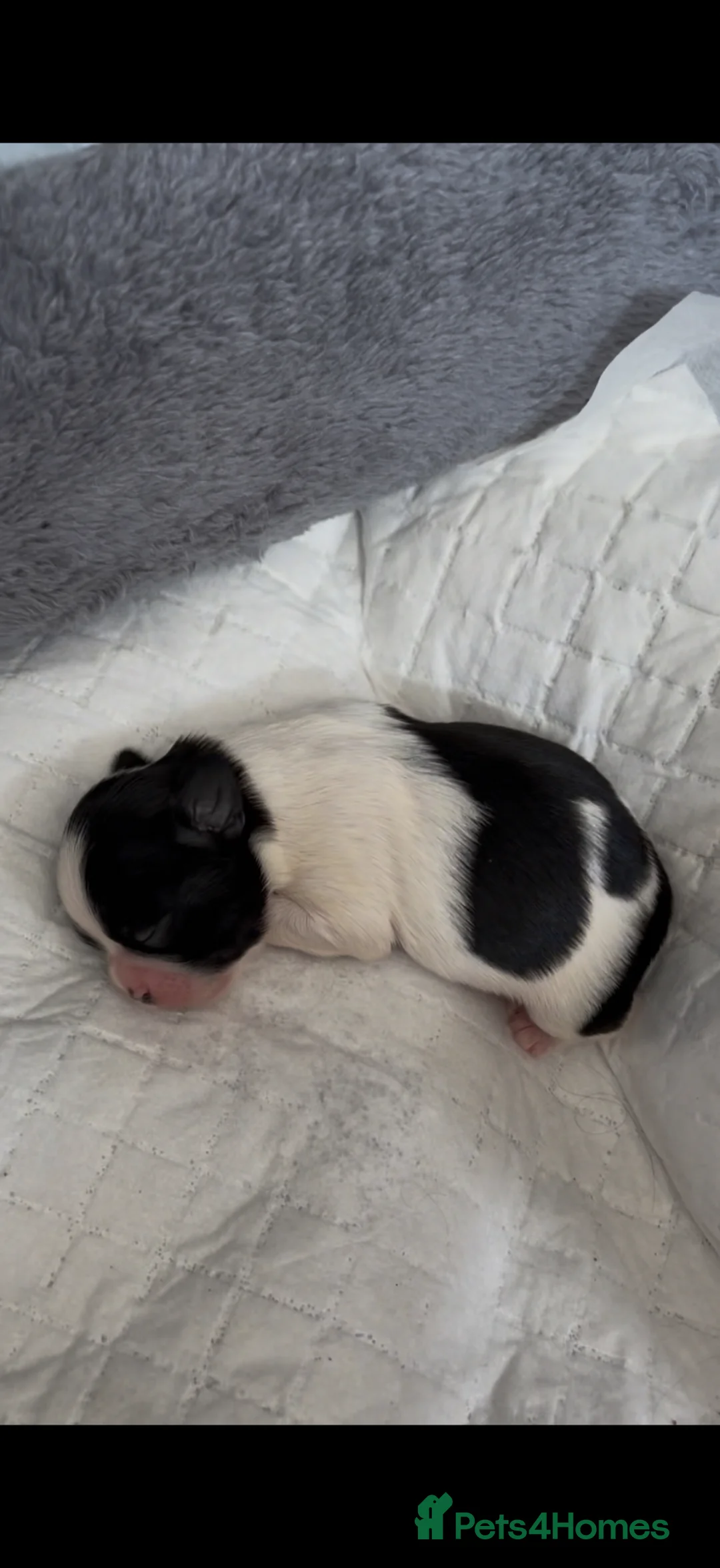 Shih Tzu dogs for sale: 1 BOY left  - Advert 27