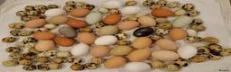 Mixed Breed poultry for sale: 🥚 Fertile Quail & Chicken Eggs – 90% Hatch Rate  - Advert 2