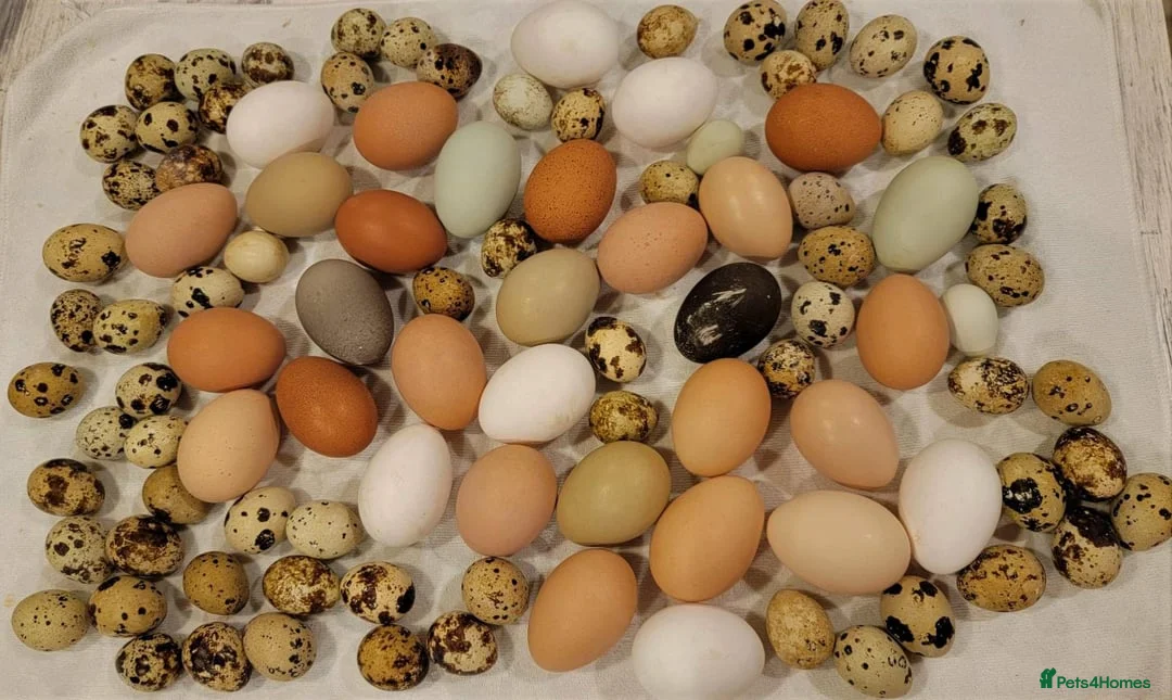 Mixed Breed poultry for sale: 🥚 Fertile Quail & Chicken Eggs – 90% Hatch Rate  - Advert 2