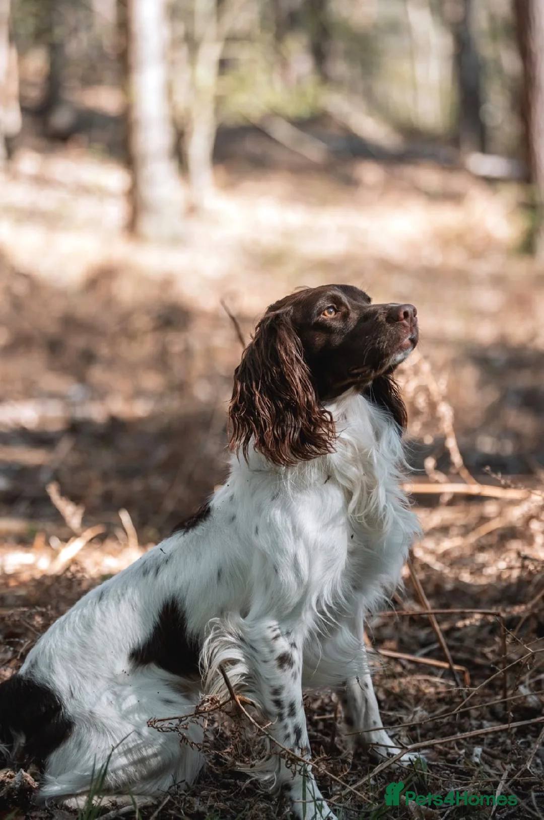 English Springer Spaniel dogs for stud: Health tested KC reg springer spaniel for stud - Advert 2