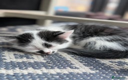 Mixed Breed cats for sale: Black & White Kittens for sale - Image 6