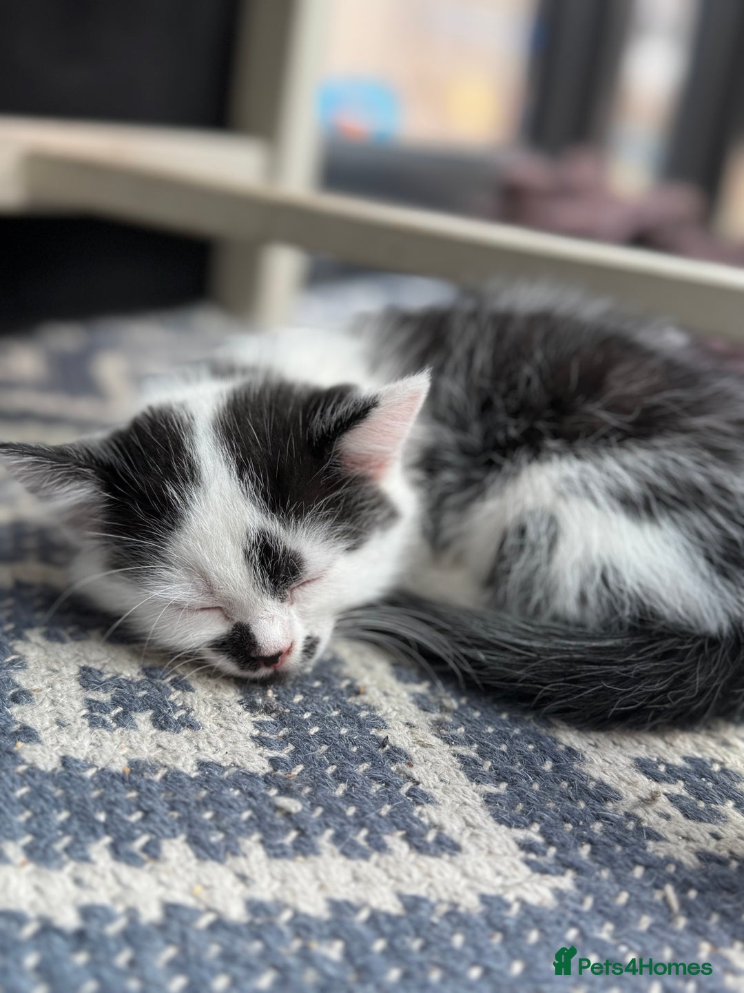 Mixed Breed cats for sale: Black & White Kittens for sale - Image 6
