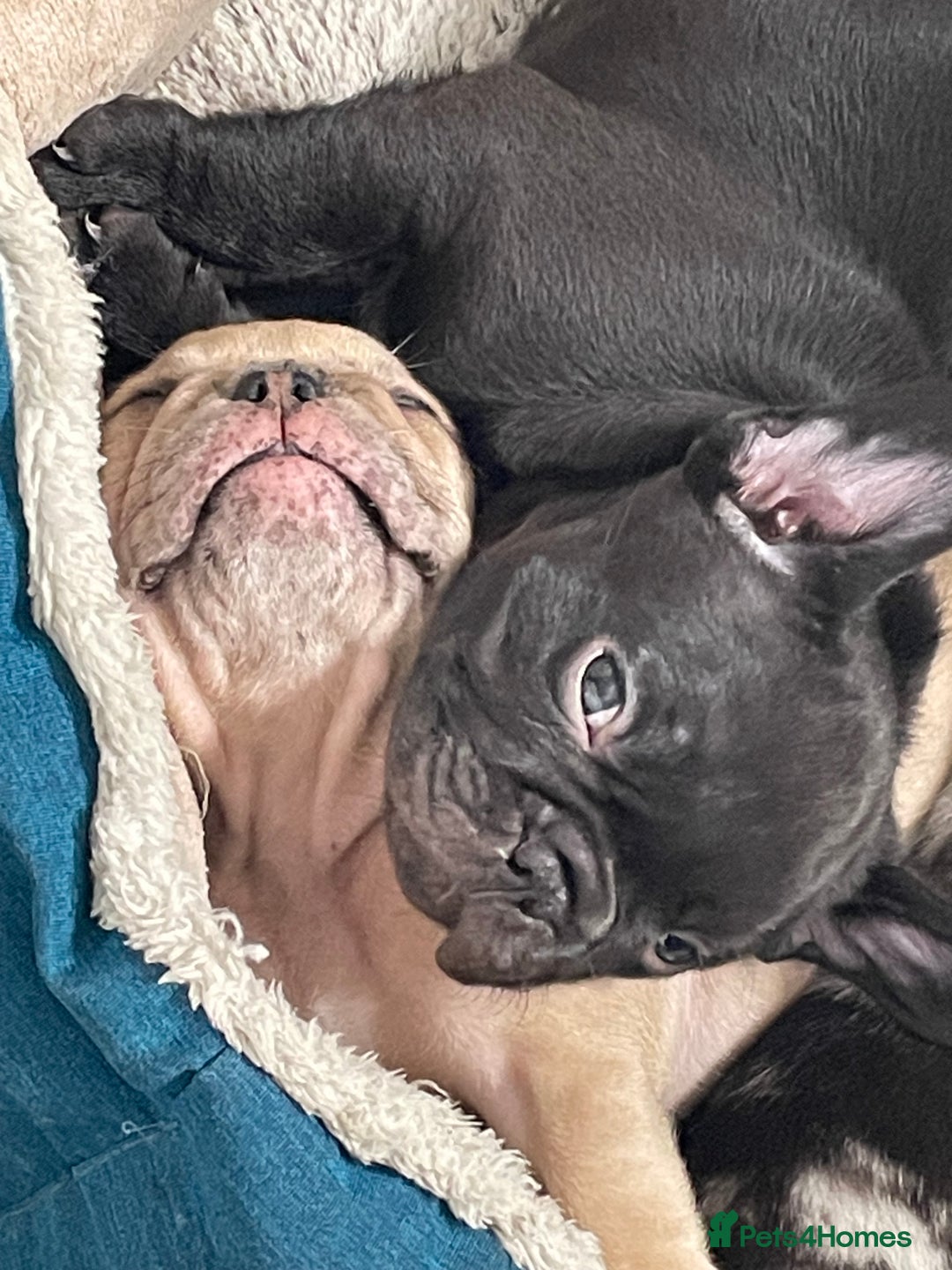 French Bulldog dogs for sale: Three boys left  - Advert 4