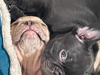 French Bulldog dogs Two boys left - Advert 18