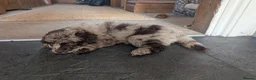 Pomapoo dogs for sale: 2 Beautiful Mottled Pomapoo Pups 1 Female 1. Male - Advert 16