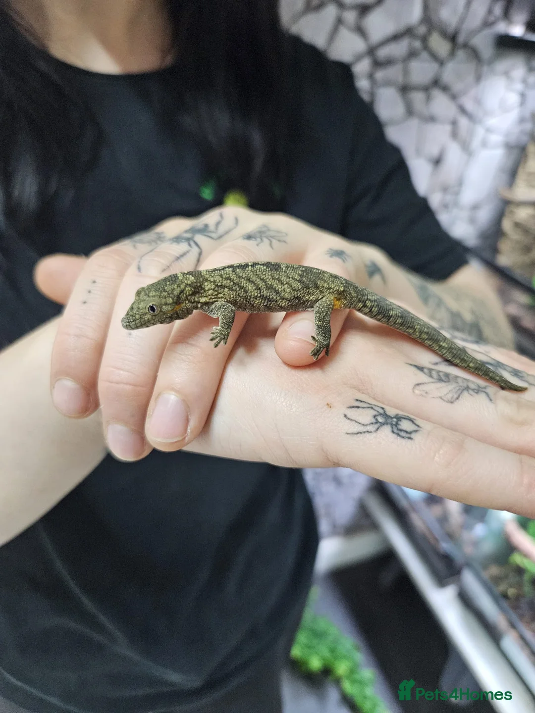 Gecko reptiles for sale: Bauer’s Chameleon Gecko - Advert 4