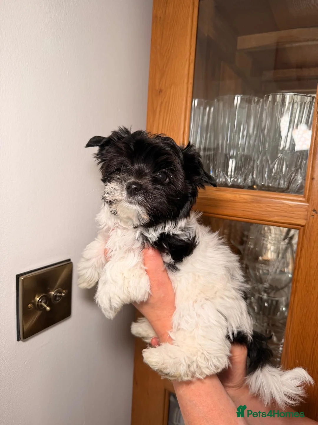 Biewer Terrier dogs for sale: Biewer Yorkshire Terrier Puppies 5⭐ Licensed - Advert 2
