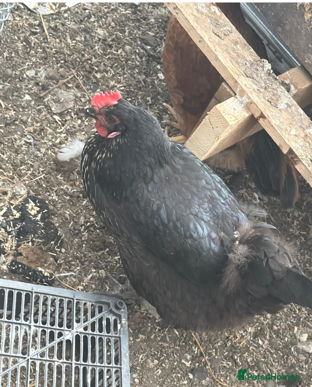 Chickens poultry for sale: Egg laying hens and chicks - Advert 2