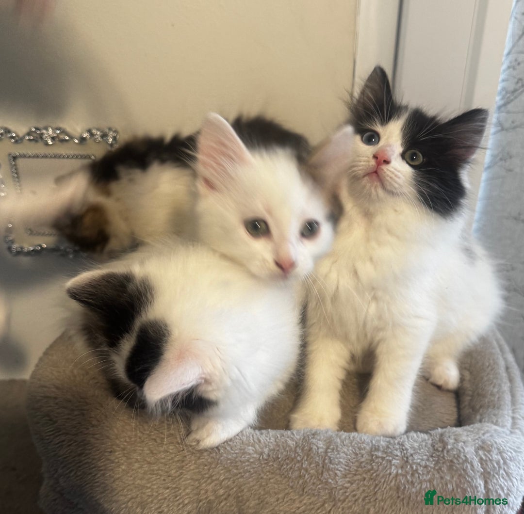 Ragdoll cats for sale: Beautiful Ragdoll Kittens  - Image 4