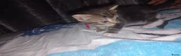 Mixed Breed cats for sale: Adorable Kittens looking for their Forever Home - Advert 7