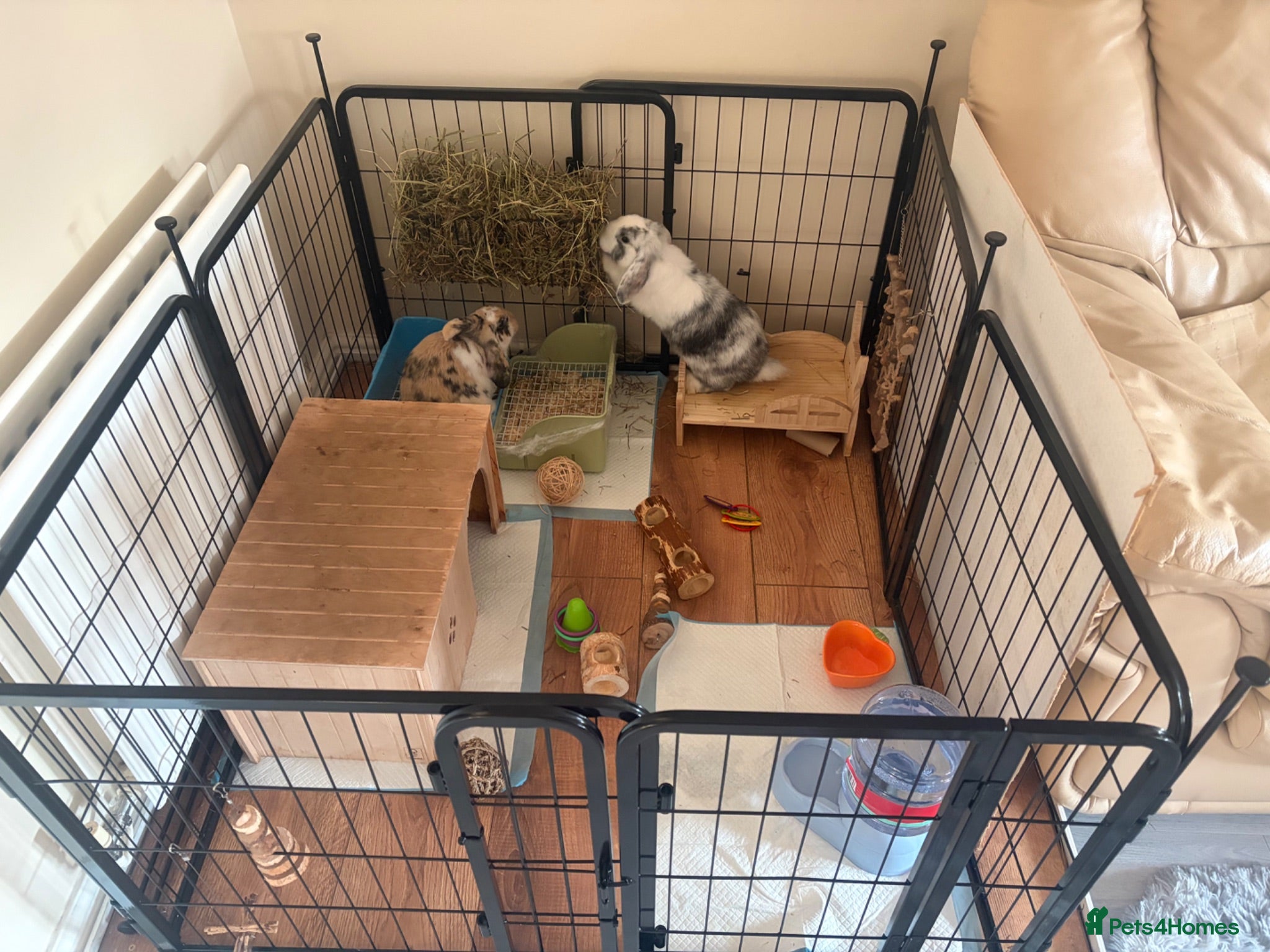 Mini Lop rabbits Mini lop brothers - Advert 15