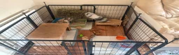 Mini Lop rabbits for sale: Mini lop brothers - Advert 4