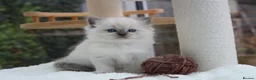 Ragdoll cats for sale: GCCF Reg Ragdoll Kittens – Outstanding GrCh Lines in Droitwich - Advert 14