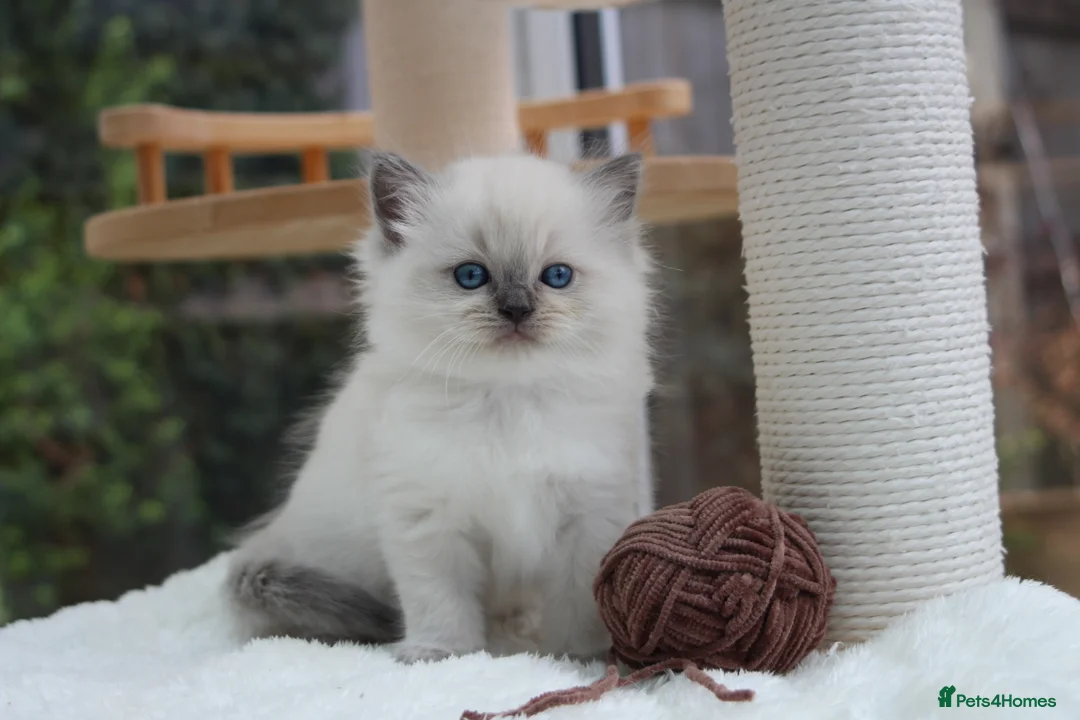 Ragdoll cats for sale: GCCF Reg Ragdoll Kittens – Outstanding GrCh Lines in Droitwich - Advert 14