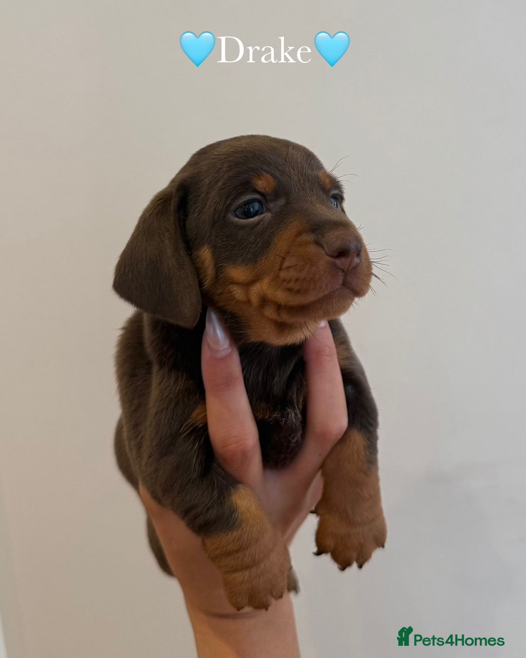 Dachshund dogs for sale: dachshund puppy’s for sale - Image 15