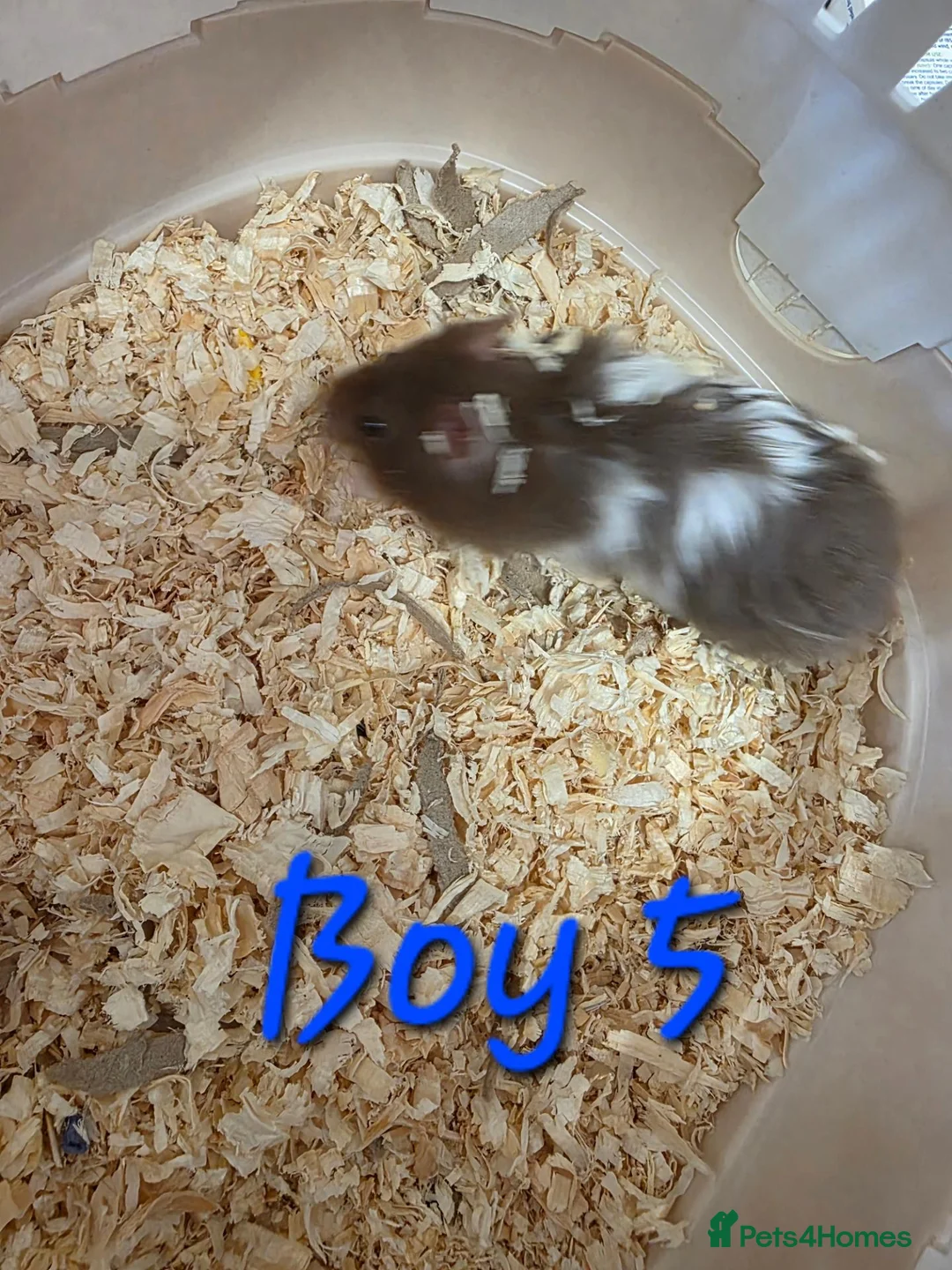 Hamster rodents for sale: Syrian hamsters  - Advert 9