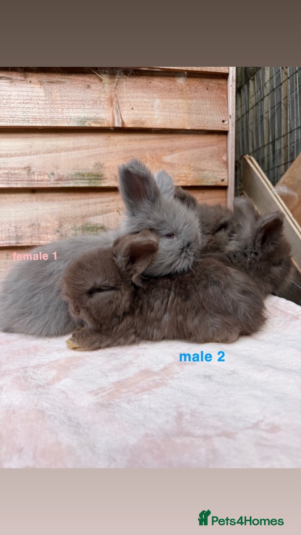 Angora rabbits pedigree angora rabbits - Advert 1
