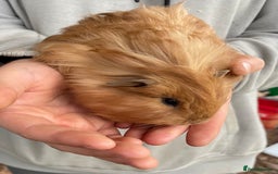 Guinea Pig rodents for sale: Female guinea pig babies for sale  - Advert 4