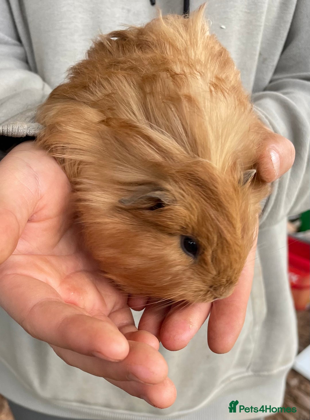 Guinea Pig rodents for sale: Female guinea pig babies for sale  - Advert 4
