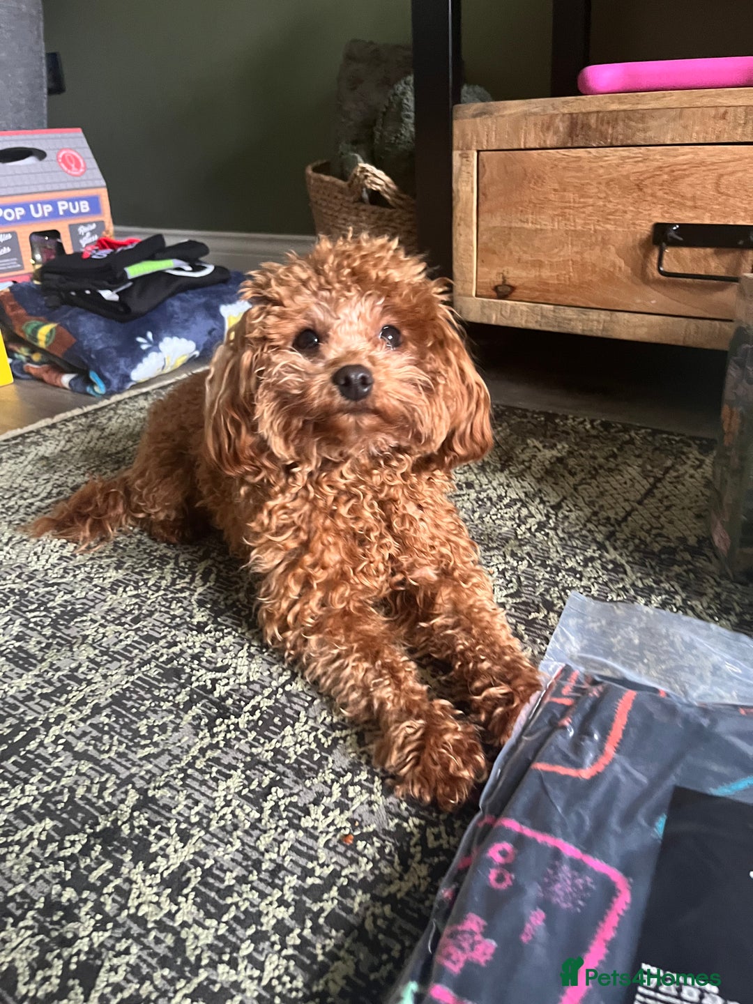 Cavapoo dogs for sale: F1b tiny toy Cavapoo male.  - Advert 7
