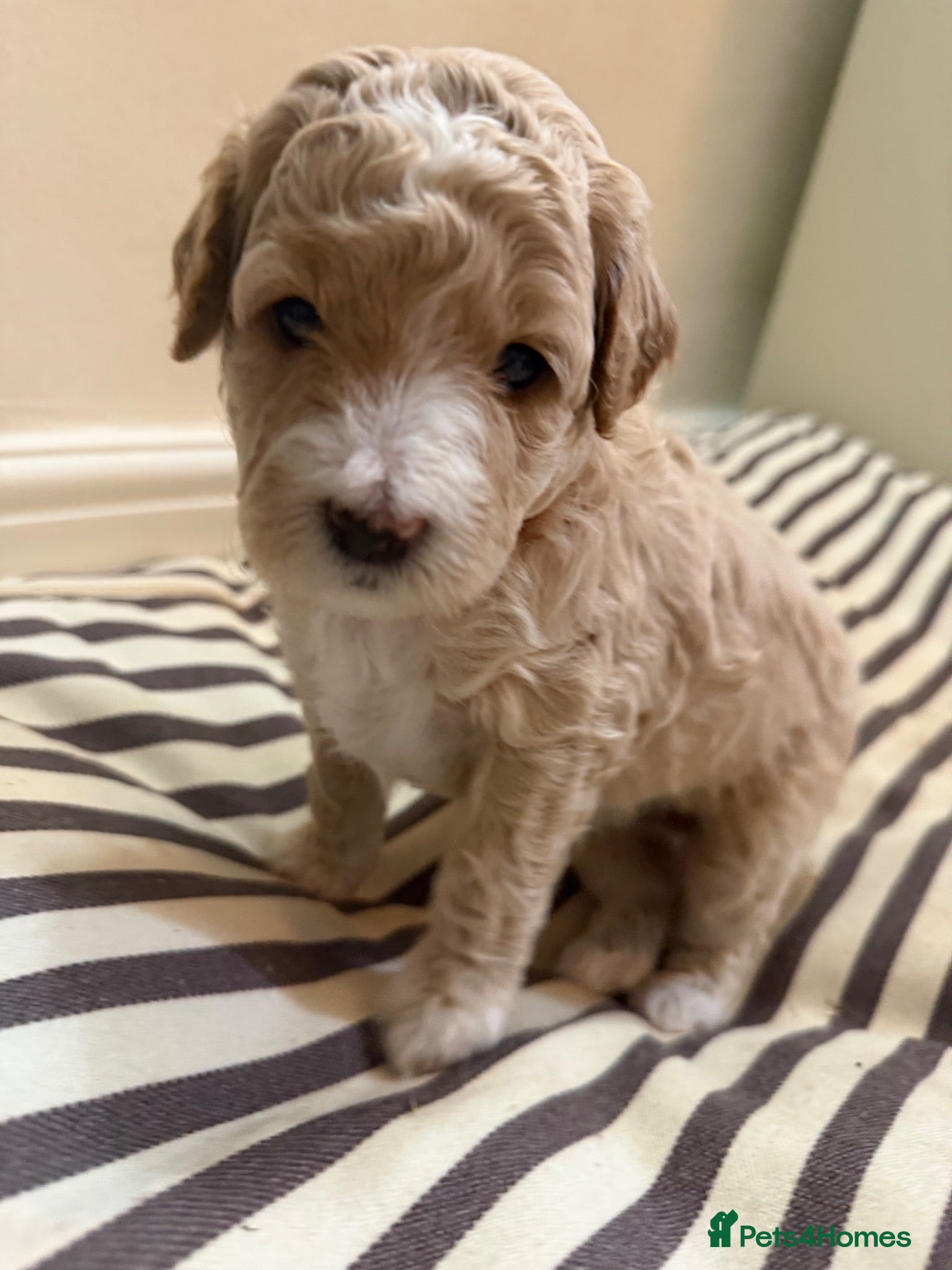 Mini Goldendoodle dogs Mini Goldendoodle puppies 🐶🫶🏻 - Advert 2