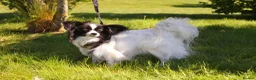 Papillon dogs for sale: KC Registered Male Papillon puppy for sale in Braintree - Advert 25