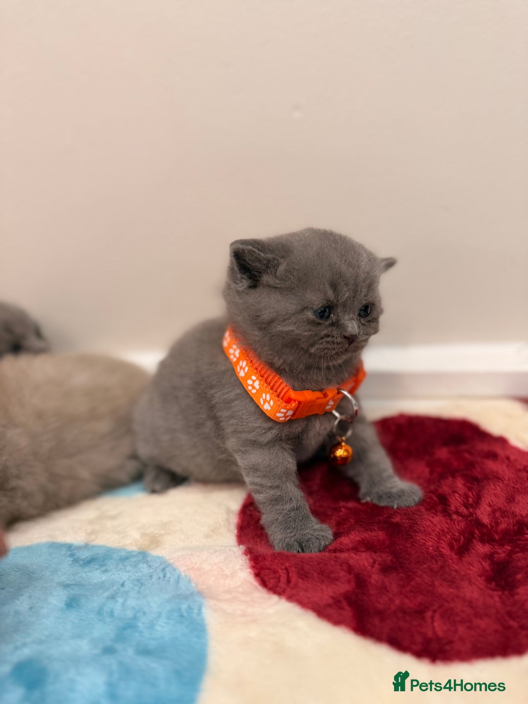 British Shorthair cats for sale: Beautiful big British Shorthair Kittens - Advert 15