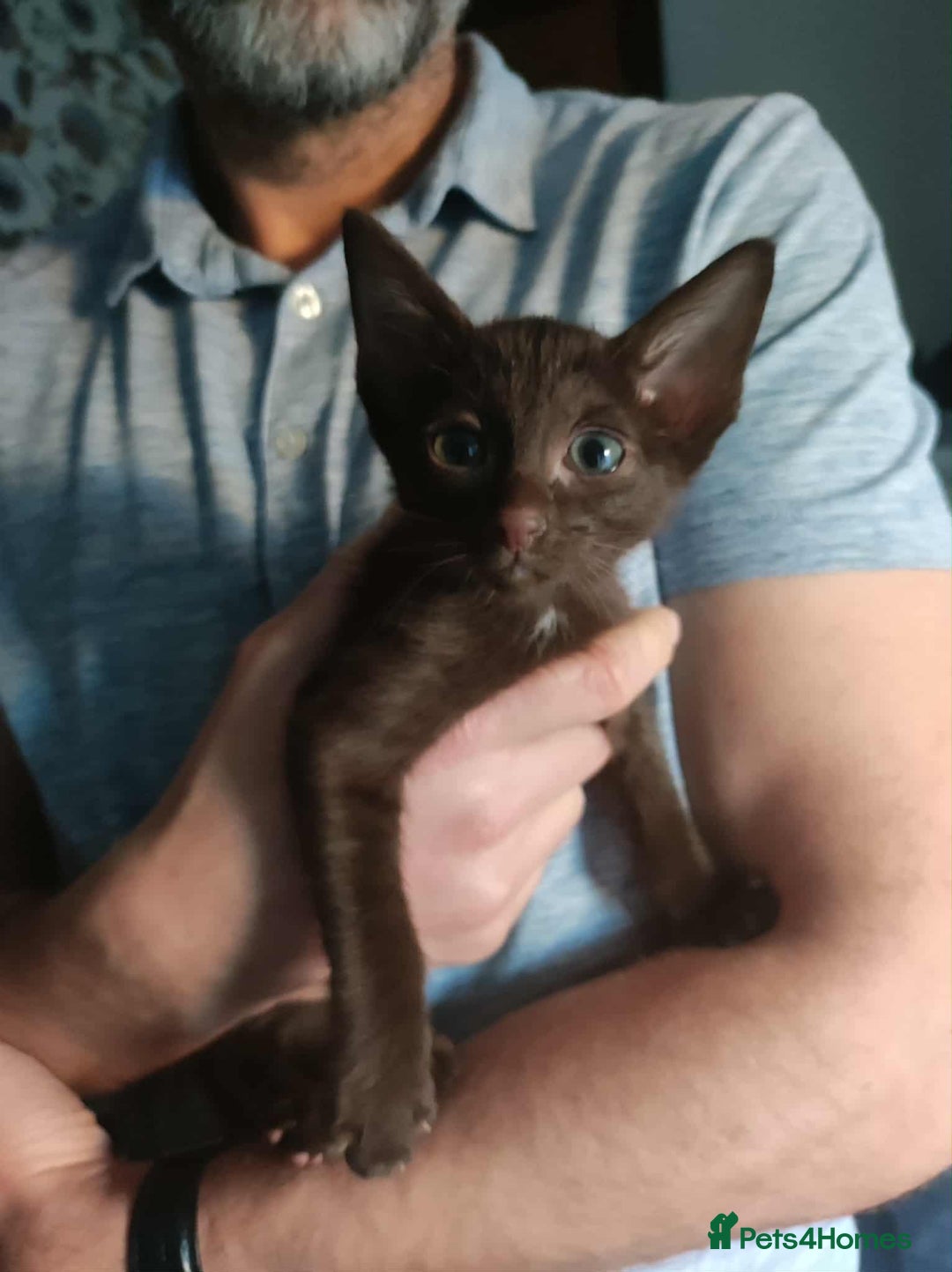 Siamese cats for sale: Siamese x rex cross kittens - Advert 6