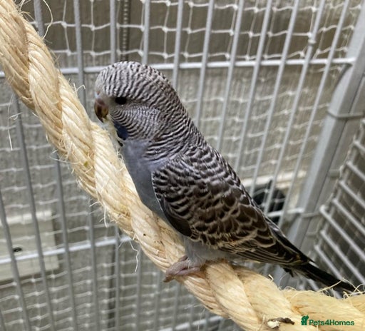Budgerigars birds - Advert 15