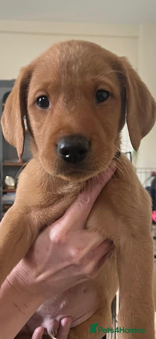 Labrador Retriever dogs Fox Red Labrador Puppies – only 3 males  - Advert 1