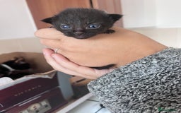 British Shorthair cats for sale: 3 british shorthair kittens. 2 weeks old - Image 3