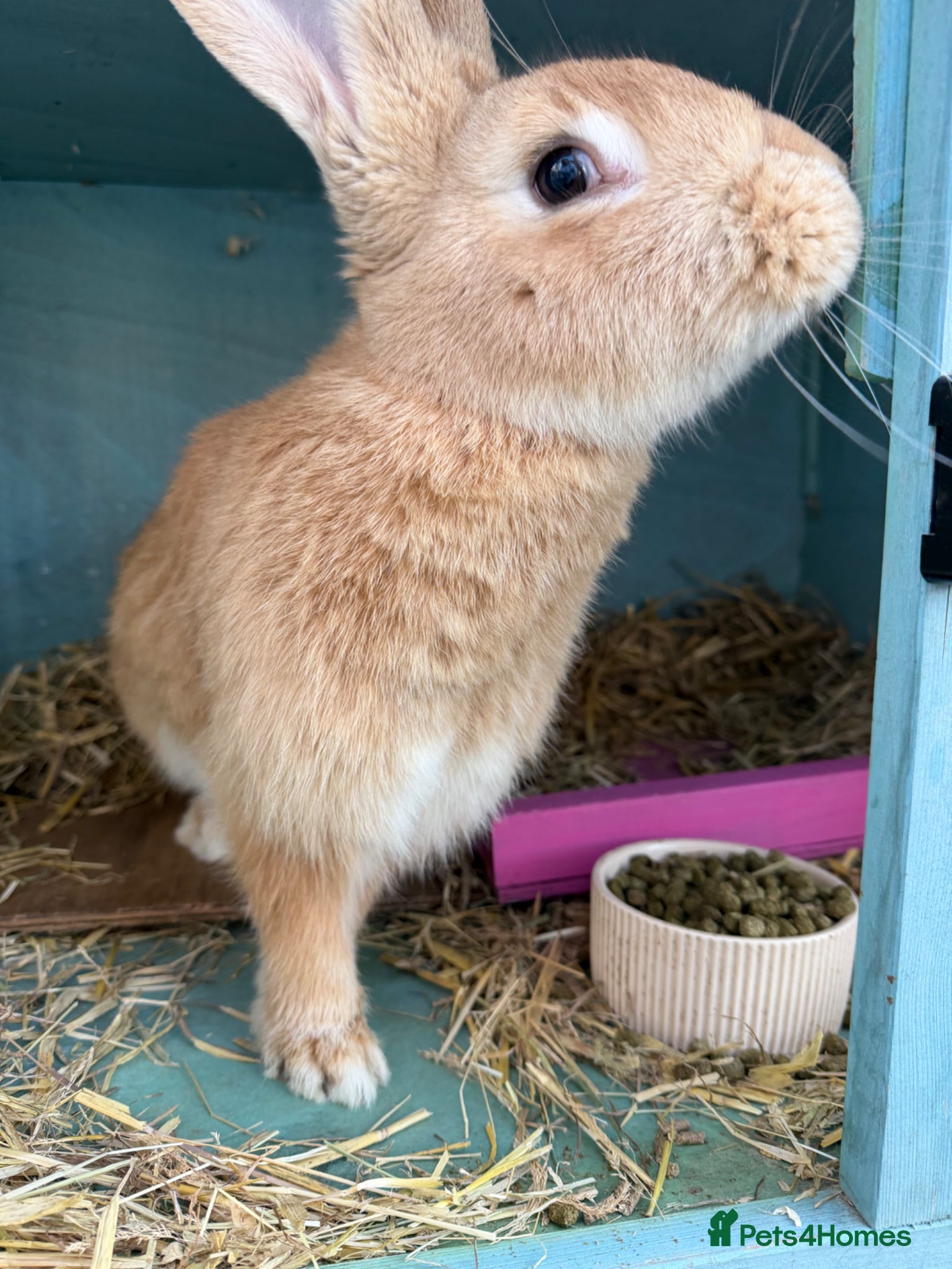 Mixed Breed rabbits Continental giant x French lop (huge)  - Advert 1