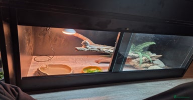 Bearded Dragon reptiles - Advert 4