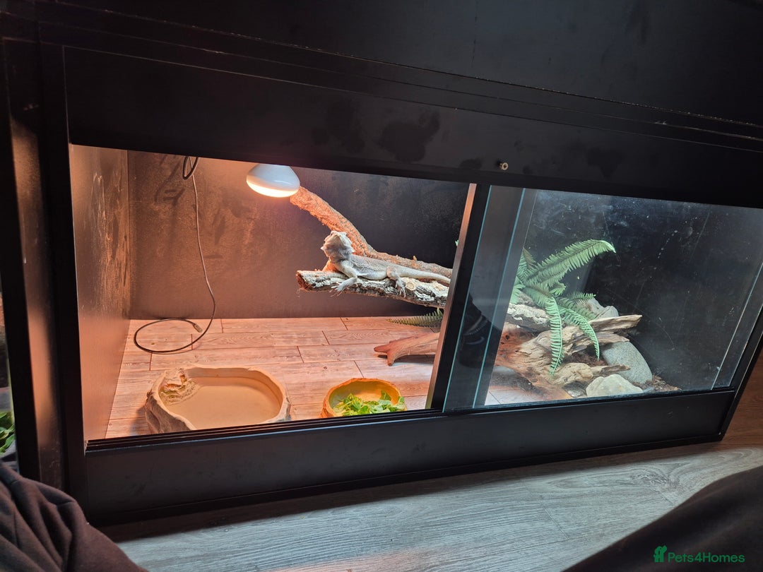 Bearded Dragon reptiles for sale: Male zero with full set up  - Image 3
