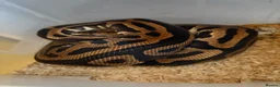 Python Snake reptiles for sale: Royal pythons  - Advert 20