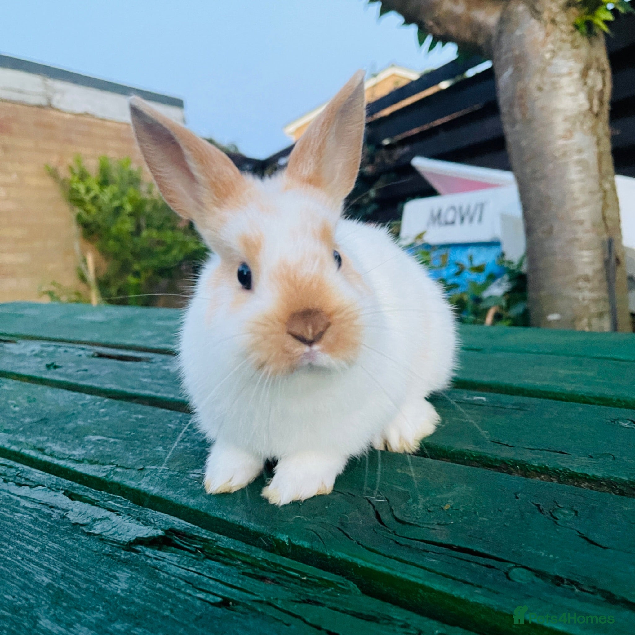 Mixed Breed rabbits Netherland dearf and lion head baby  - Advert 2