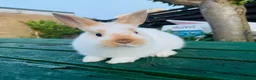 Mixed Breed rabbits for sale: Netherland dearf and lion head baby  - Advert 1
