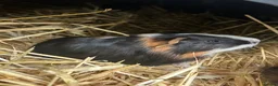 Guinea Pig rodents for sale: Guinea pigs in Ipswich - Advert 13