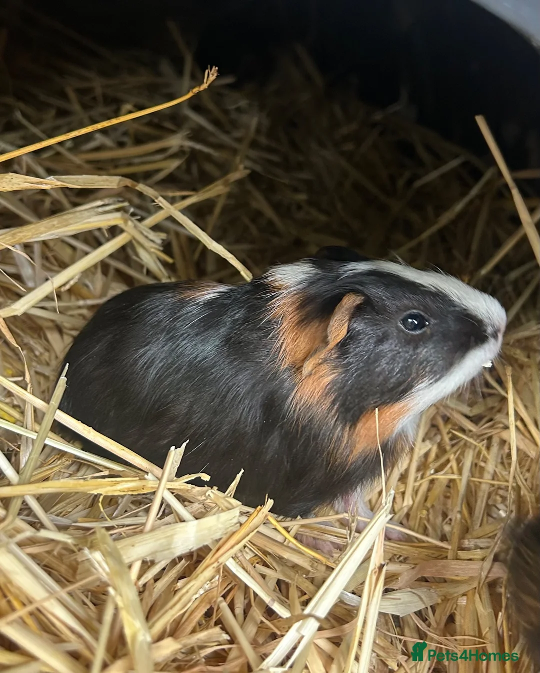 Guinea Pig rodents for sale: Guinea pigs in Ipswich - Advert 13