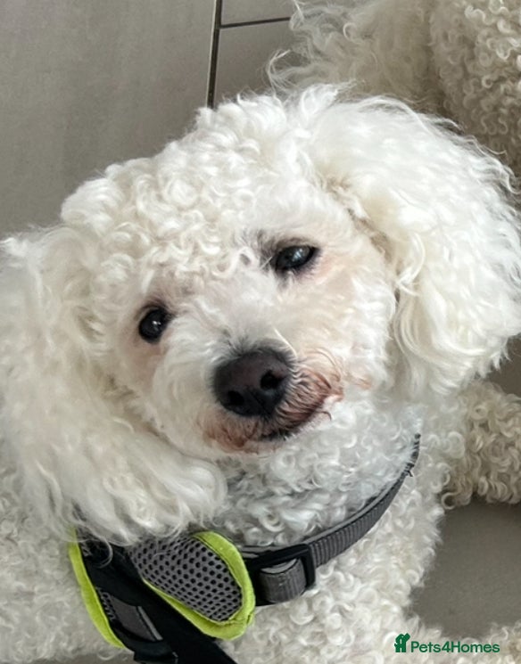 Mixed Breed dogs 6 Beautiful adorable Maltichon puppies  - Advert 2