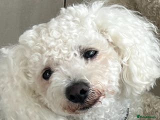 Mixed Breed dogs 6 Beautiful adorable Maltichon puppies - Advert 11