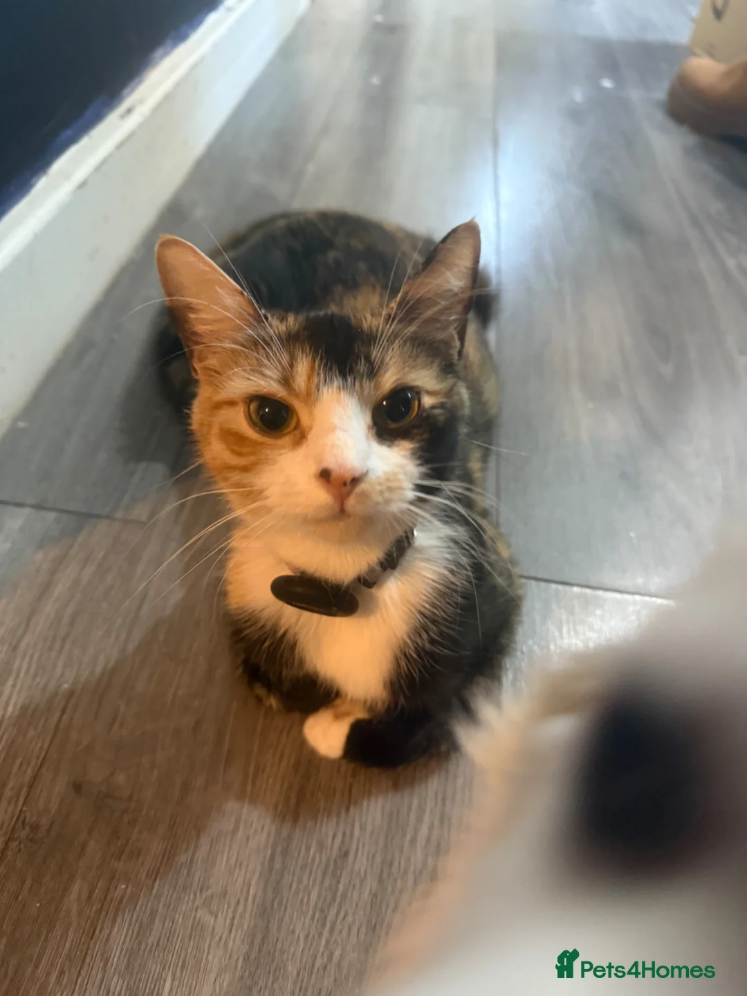 Mixed Breed cats for sale: Fluffy mix breed kittens  in Gloucester - Advert 2