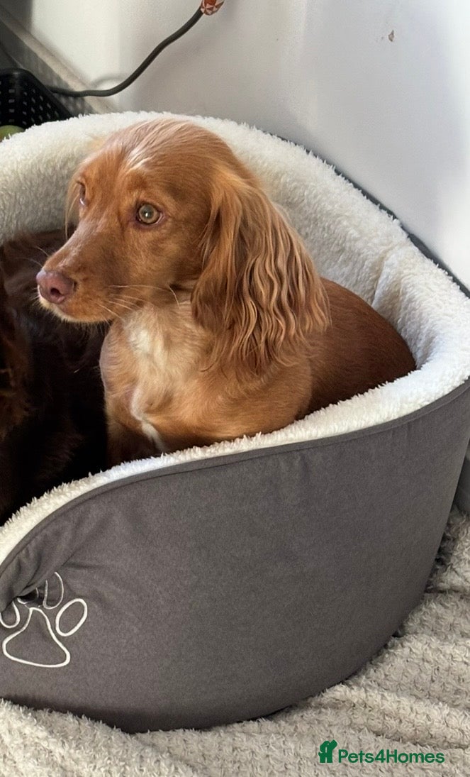 Cocker Spaniel dogs Cocker Spaniel - Advert 1