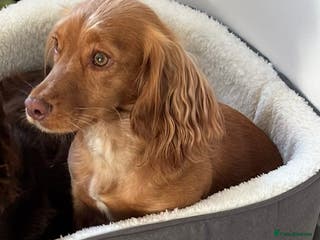 Cocker Spaniel dogs Cocker Spaniel - Advert 2