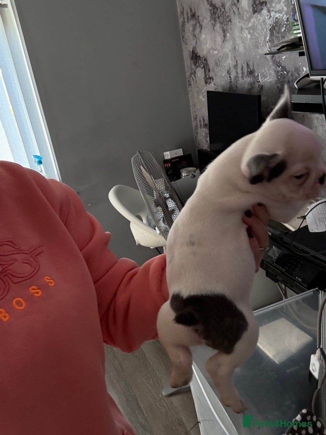 French Bulldog dogs for sale: Best sofa needed  - Image 4